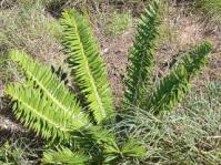 Encephalartos caffer