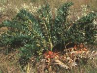 Encephalartos ferox