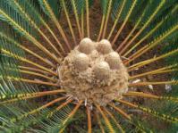 Cones emerging 
