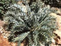 E.horridus. Photo Nat Grobbelaar