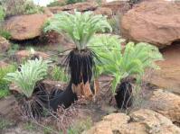 Encephalartos lanatus