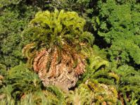 Encephalartos latifrons