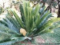 Encephalartos lebomboensis: Phot: N Grobbelaar