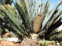 Encephalartos lehmannii : Photo:Nat Grobbelaar