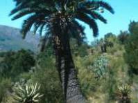 Encephalartos longifolius growing in the wild.