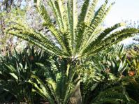 Encephalartos natalensis: a "living fossil”