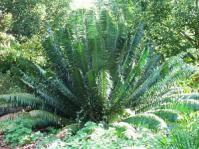Graceful cycad
