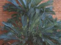 Encephalartos princeps