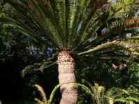 Encephalartos senticosus