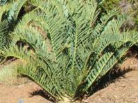 Encephalartos trispinosus
