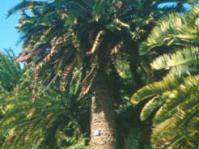 Encephalartos woodii at Kirstenbosch