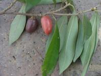 Fruits and leaves.Image Geoff Nichols
