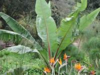 Ensete ventricosum with Strelitzia in foreground