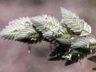 Spikelets