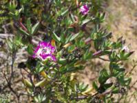Erepsia pillansii shrublet