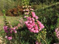 Erica abietina subsp. constantiana growing on slopes of Chapman's Peak