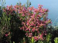 Erica abietina subsp. atrorosea growing above Kalk Bay