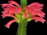 Erica abietina subsp. abietina flowers and leaves