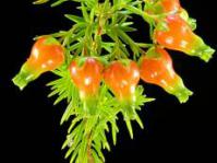 Image of E. blenna var. grandiflora Photo: Plantweb