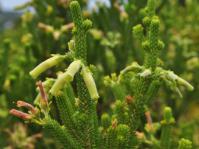 Erica brachialis old and new flowers