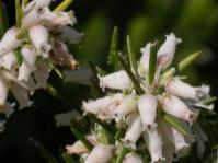 Erica caffra flowers
