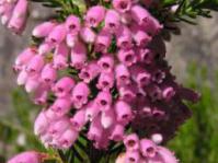 In flower