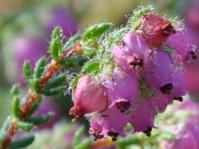 Erica clavisepala flowers and leaves