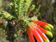 Erica croceovirens