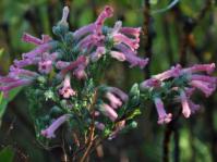 Erica curviflora var. curviflora