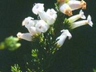 Erica denticulata