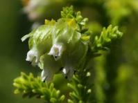 Erica fairii flowers