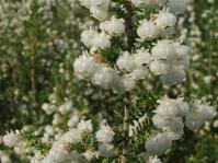 Erica formosa flowers