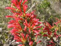 Bright red form 