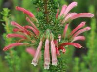 Erica glandulosa subsp. glandulosa 