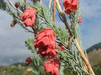 Erica glauca var. glauca