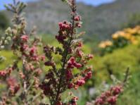 Erica haematocodon flowers and foliage