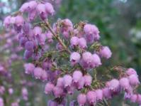 Erica hirtiflora flowers