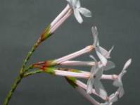 Erica jasminiflora