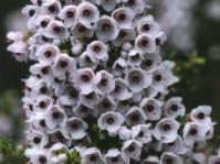 Erica lowryensis