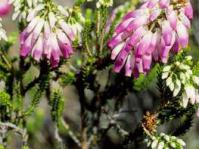 Eerica mammosa pink-white, Malmesbury