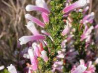 Erica perspicua
