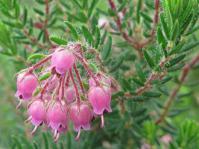 Erica psittacina flowers
