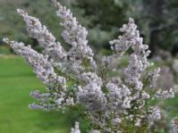 White form in flower
