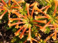 Erica quadrisulcata 