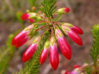 Erica regia: copyright Plantweb