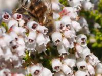 Flowers with bee