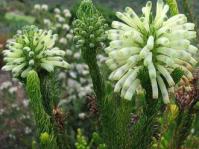 Erica sessiliflora
