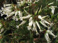 Erica shannonii