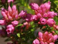 Erica taxifolia foliage