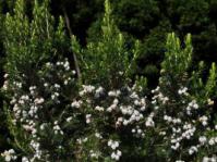 Erica triflora shrub